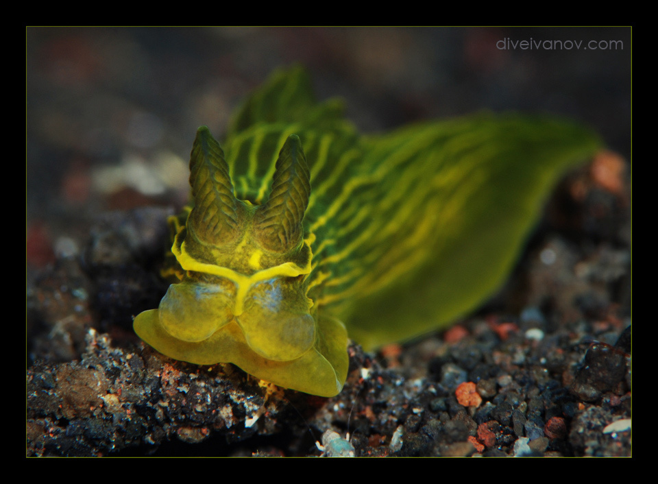 " Мартовский заяц ) " Nudibranch голожаберный моллюск Gymnodoris sp