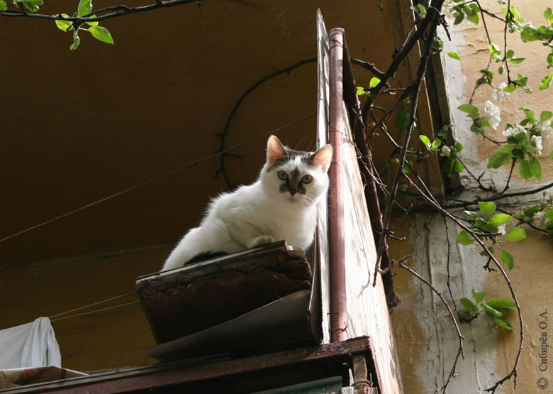 Кот шпиён Кошки