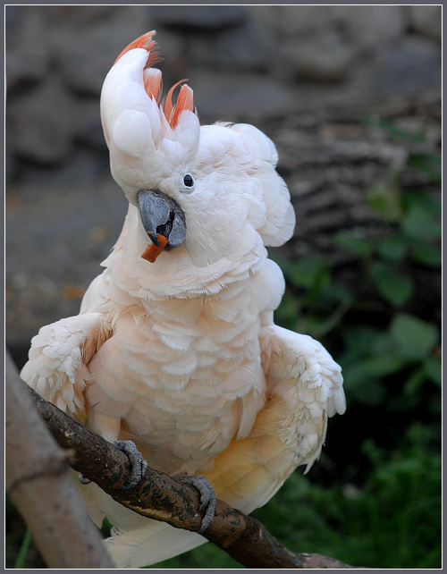 С долей кокетства молуккский какаду Cacatua moluccensis