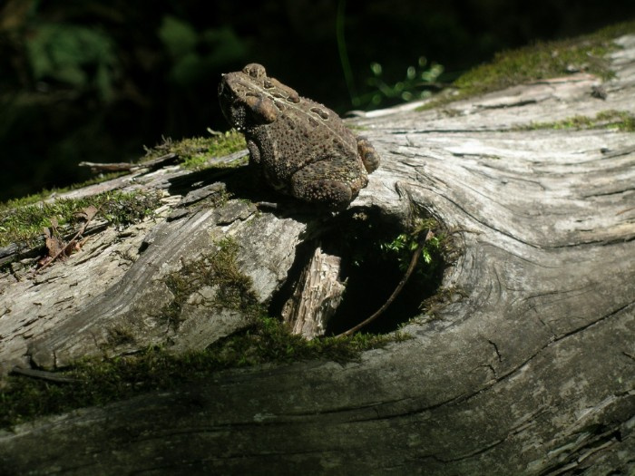 frog 
