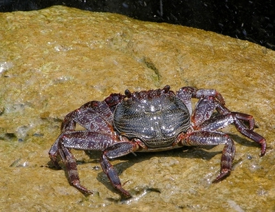 krab Атлантика