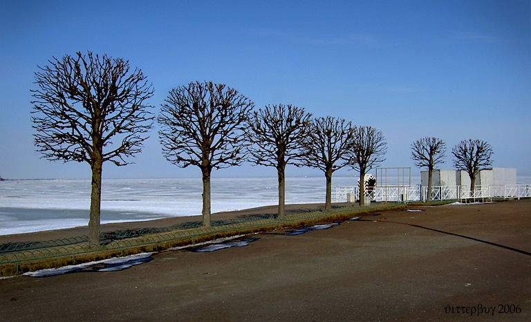 Trees at Gulf of Finland дерево залив море апрель