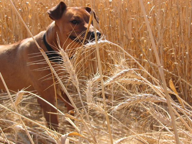 На охоте Rhodesian Ridgeback
