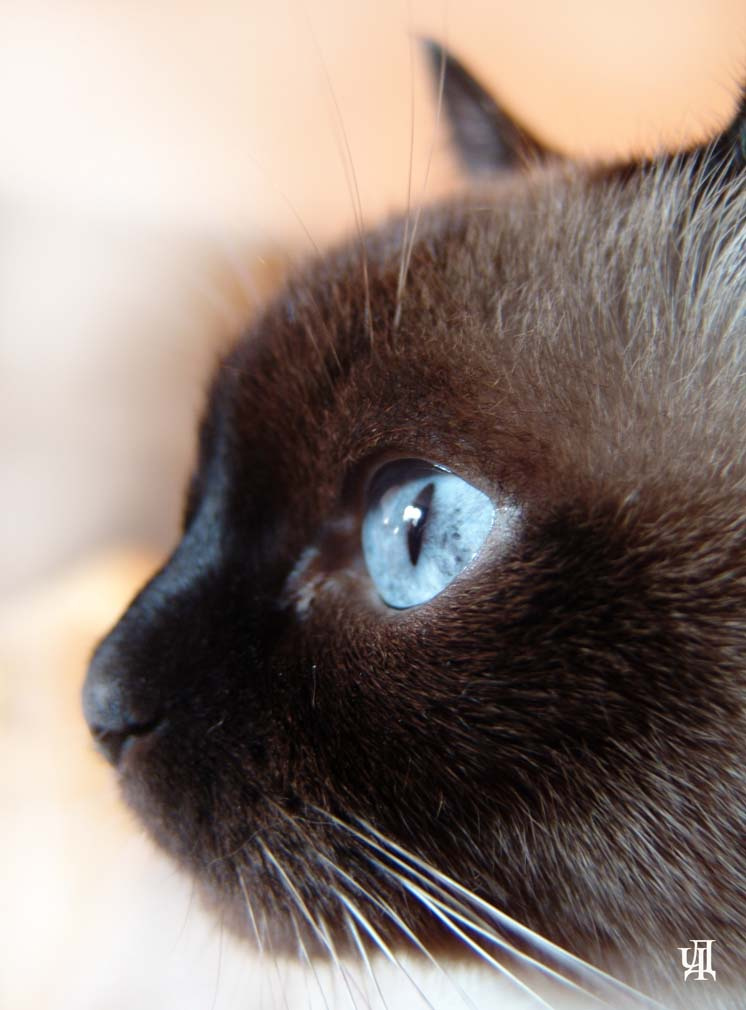 Лиза кошка