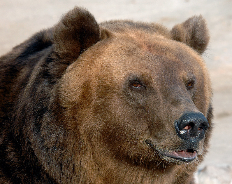 Вам дождик в рот не заливает? бурый медведь Ursus arctos