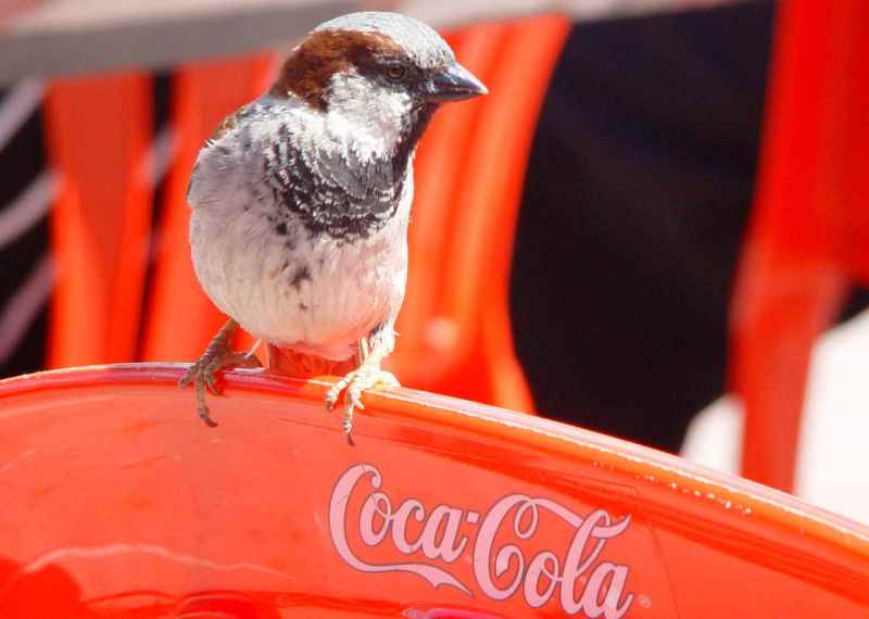 Coca-cola птица воробей coca-cola
