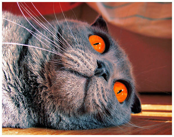 взгляд вдаль коста
