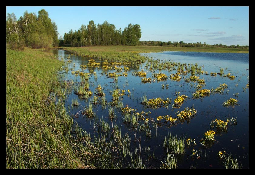 Когда лето в радость... Лето, цветы, вода, лес.