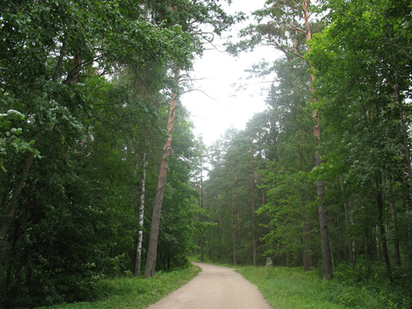 Михайловское Лес,дорога