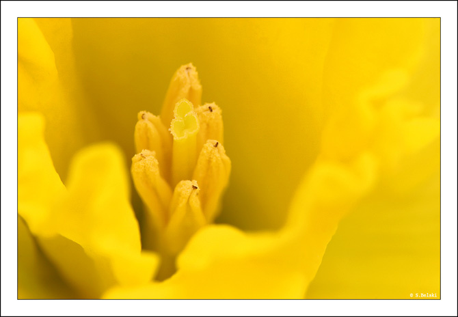 daffodils flowers daffodils macro yellow