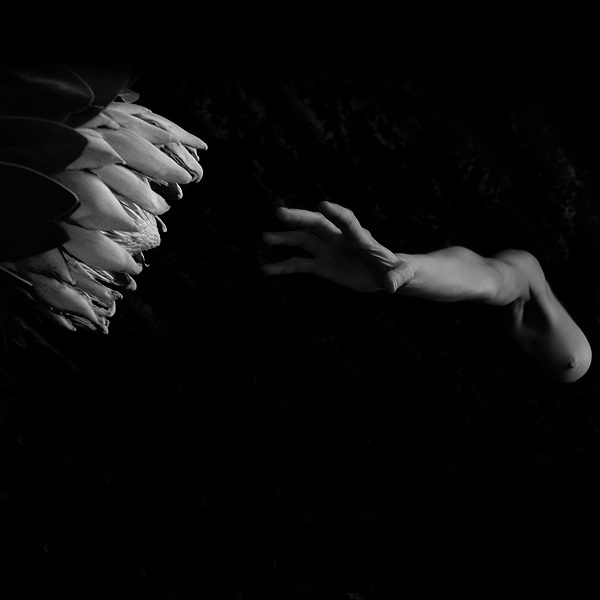 Longing For The Summer flower sun luck