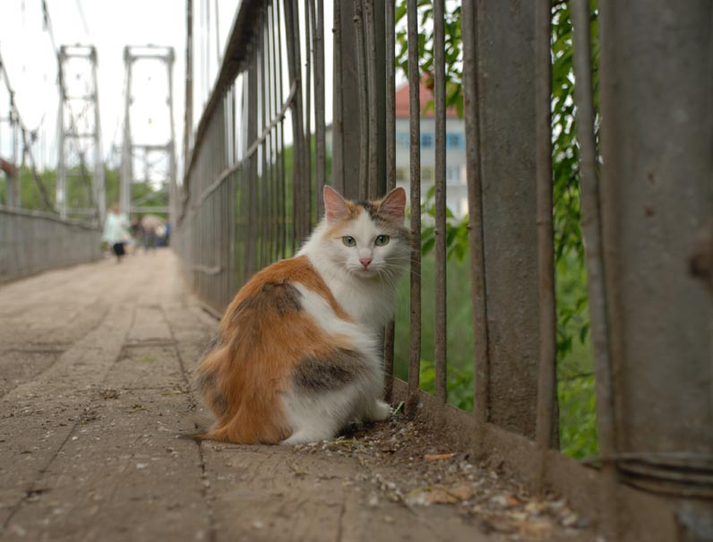 ждёт кошка мост кунгур