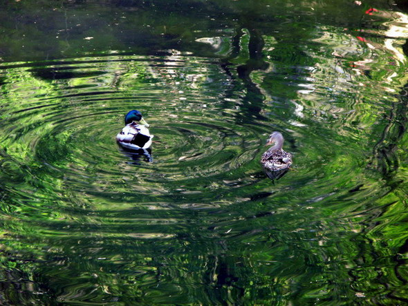 Утки и круги по воде Пруд, утки