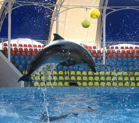 Дельфин дельфин dolphin дельфины красавец