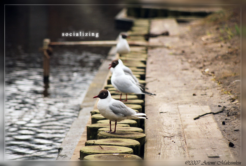 ...socializing... чайки птицы Рига канал май socializing