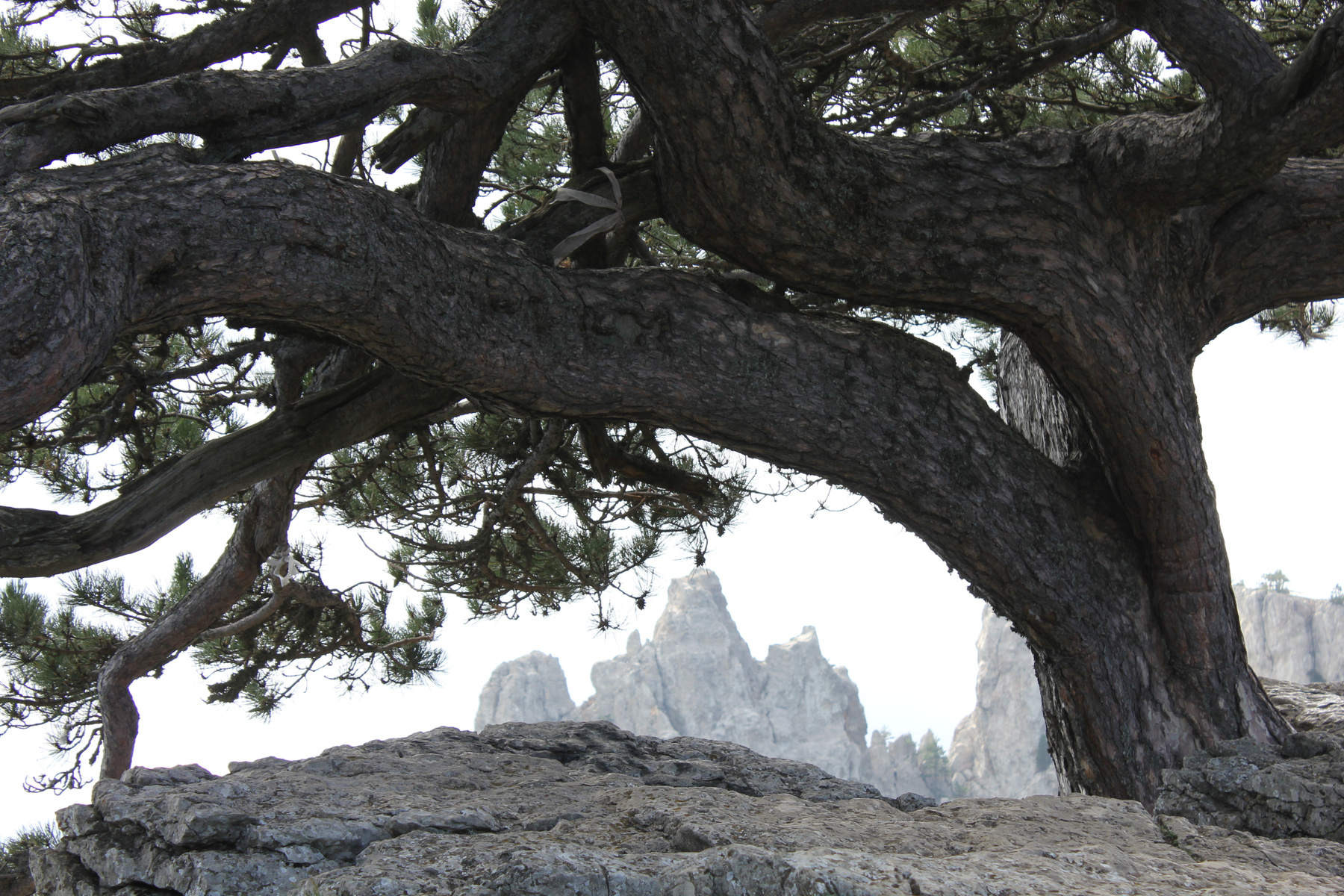  Big old tree on top of a mountain   Big old tree on top of a mountain.       tree, sunrise, landscape, island, mountain, sunset, rock, cliff, nature, outdoor, background, black, rocks, huge, horizon, travel, high, roots, green, strong, big, top, old    