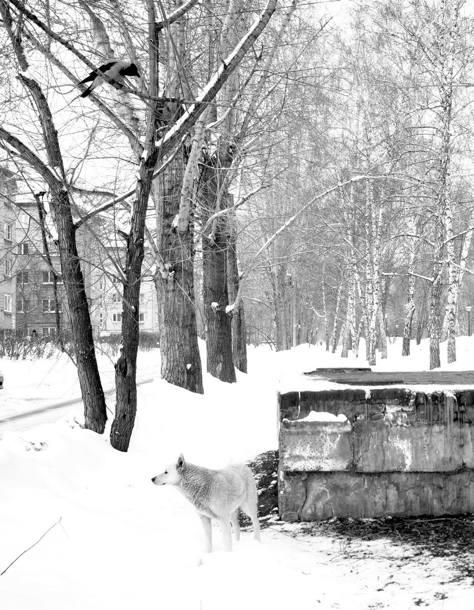 Вороне где-то Бог... 