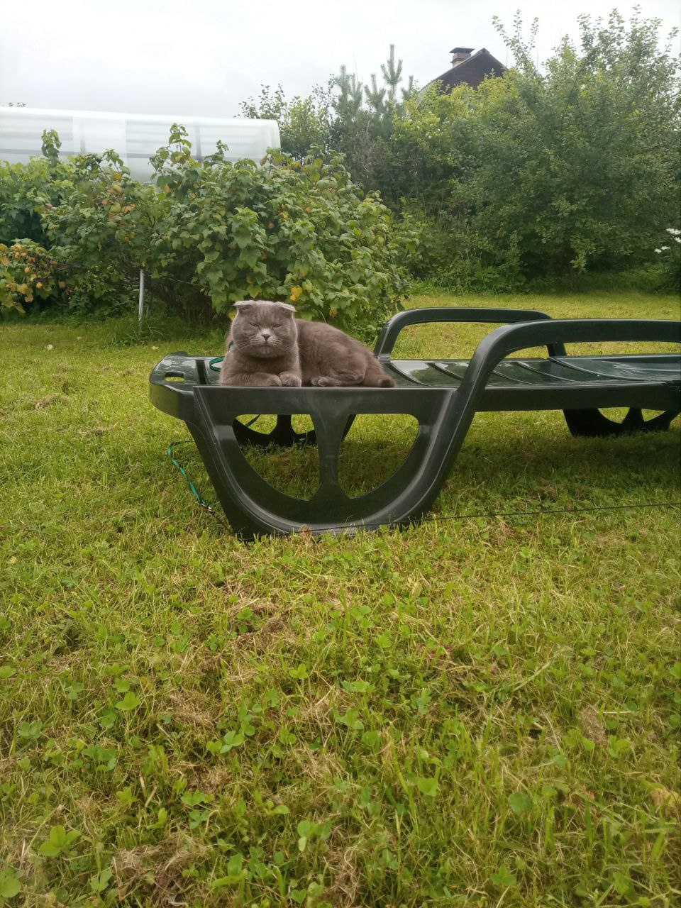 Лето... кот... Кот кошка вислоухий природа зелень лето