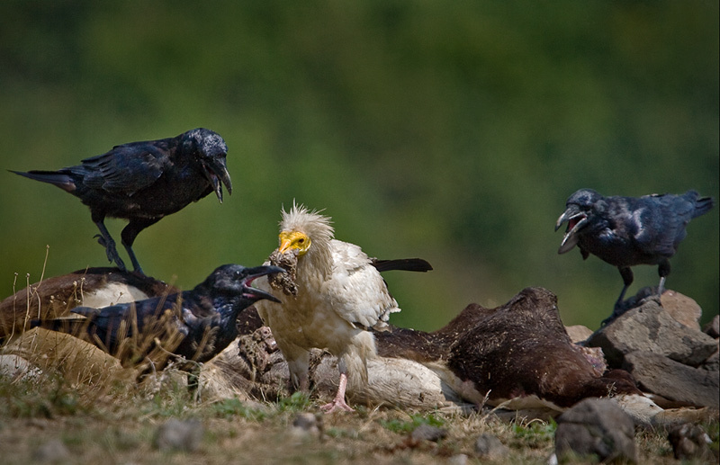 Дебаты по поводу куска мяса Египетский стервятник (Neophron percnopterus), ворон (Corvus corax)