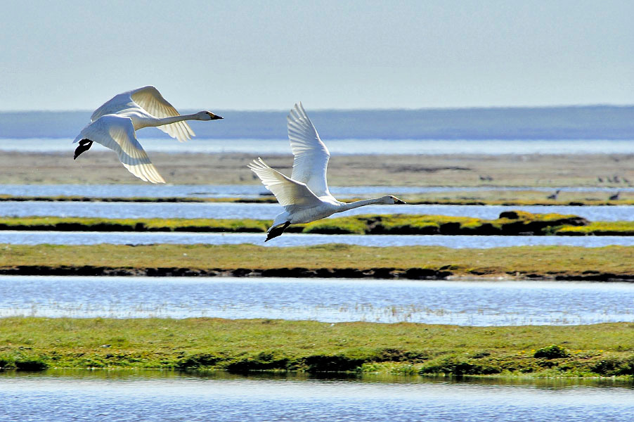 Просто лебеди Малый лебедь, Cygnus bewickii, Bewick’s Swan, Tobseda, Barents Sea, Arctic
