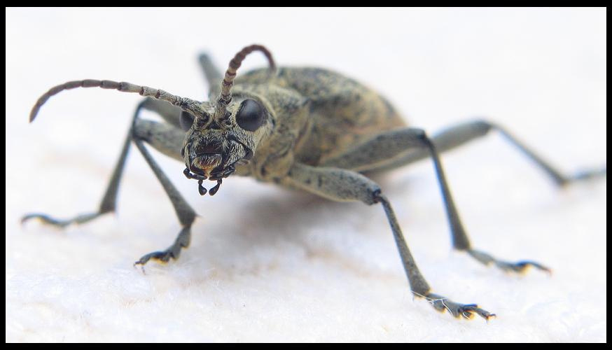 Nice look 