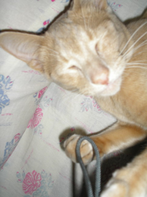 Котик 