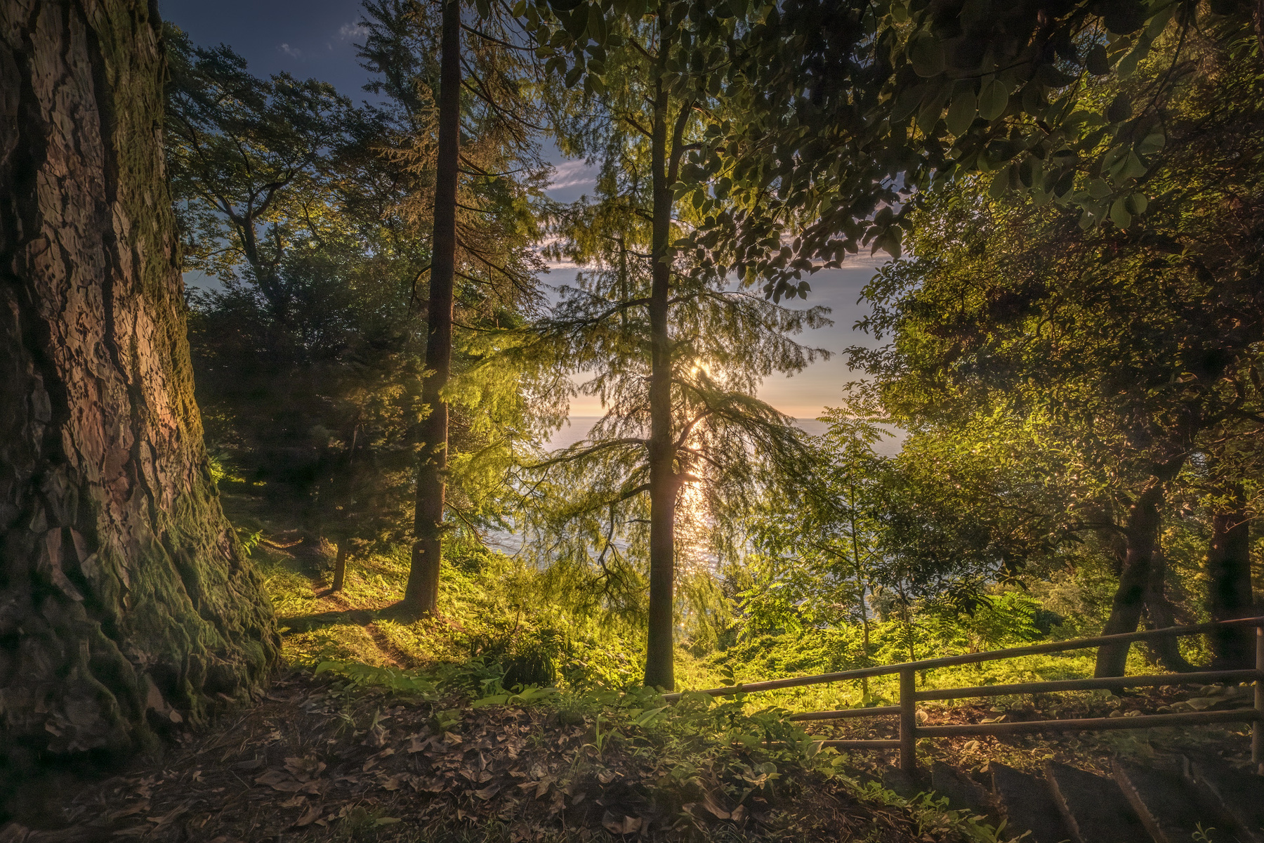 Green Sunset batumi botanical garden sunset green sunlight trees wood nature park giants landscape scenery travel outdoors georgia adjara sakartvelo chizh