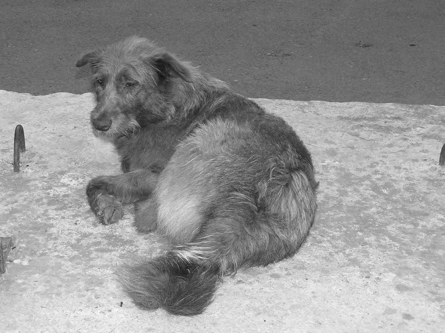 old man дворняга