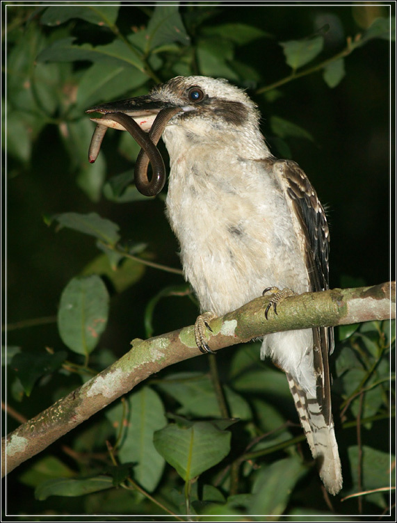 Длинный обед Dacelo novaeguineae, Laughing Kookaburra, кукабарра