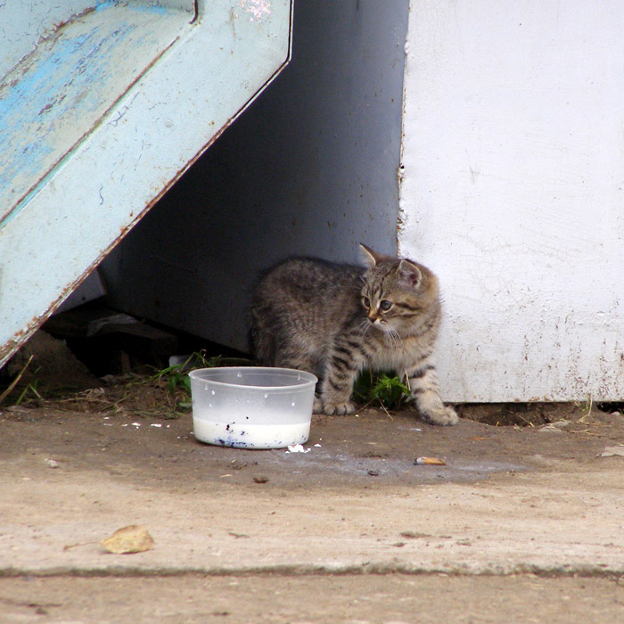 потерянный в мире котенок миска молоко улица киоск