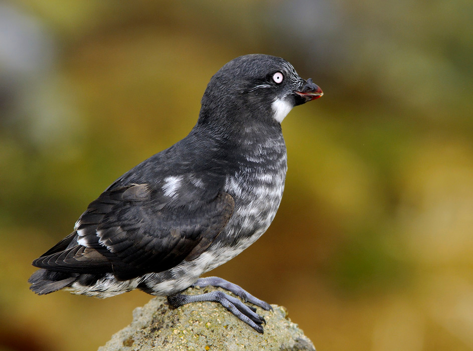 Портрет для определителя Конюга-крошка, Aethia pusilla, Least Auklet, St. George Island, the Pribilofs, Bering Sea, Alaska