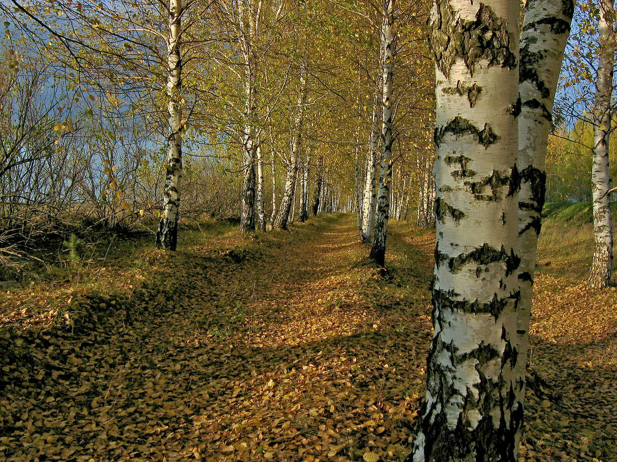 Осенние берёзы природа осень