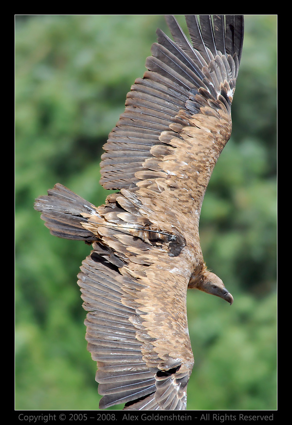 Griffon Vulture (Белоголовый сип). Griffon Vulture, Белоголовый сип (гриф), Гамла, заповедник, Израиль