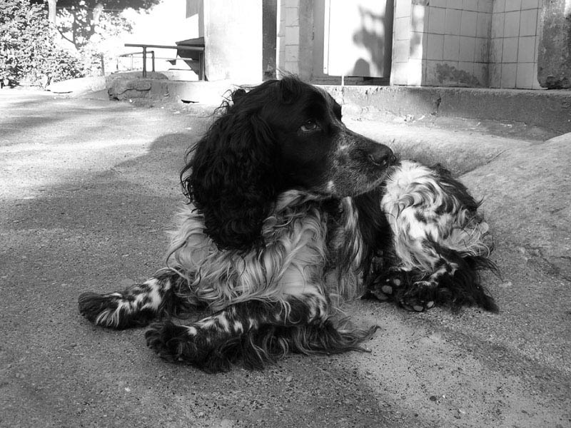 MY DOG MY DOG