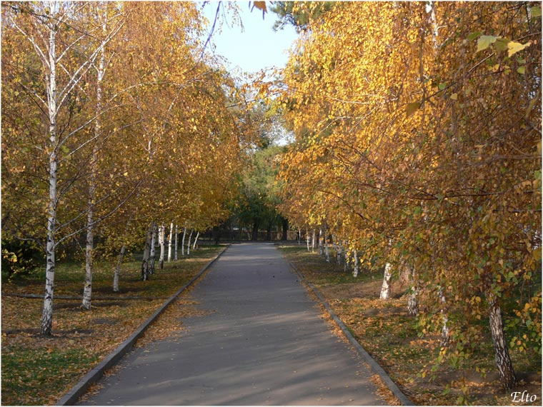Осень осень листва аллея парк деревья