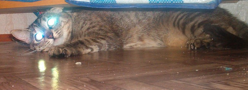 my cat кот кошка глаза