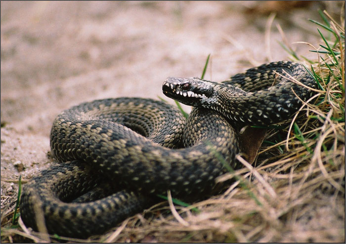 Vipera berus Vipera berus, гадюка, змея