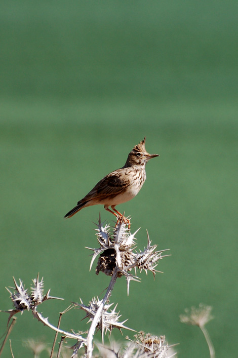 Galerida cristata 