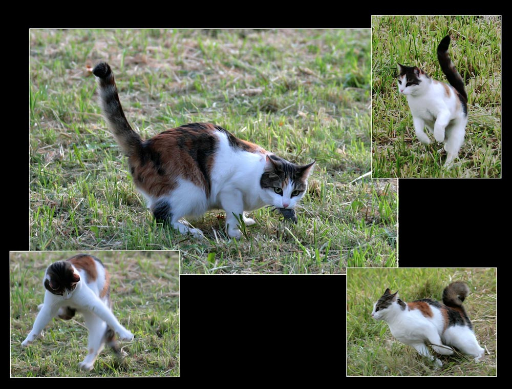 Ай, котейка хороша! Ловко сцапала мыша -) котейка Джулия охоты мышь