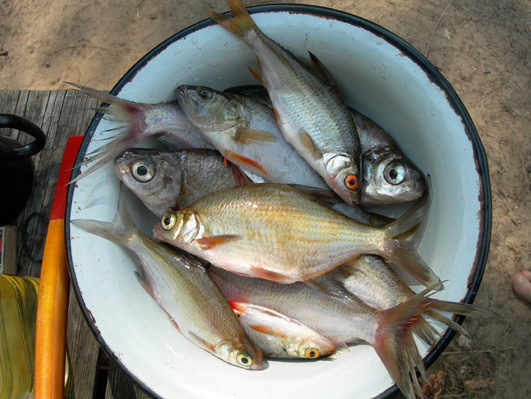 На уху рыба уха красноперка fish