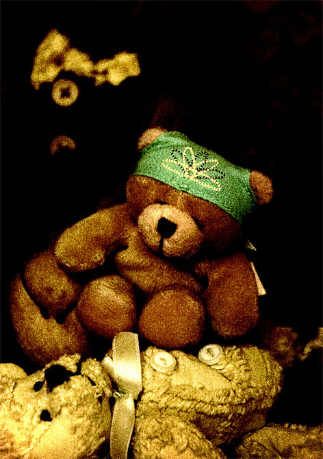 bear 