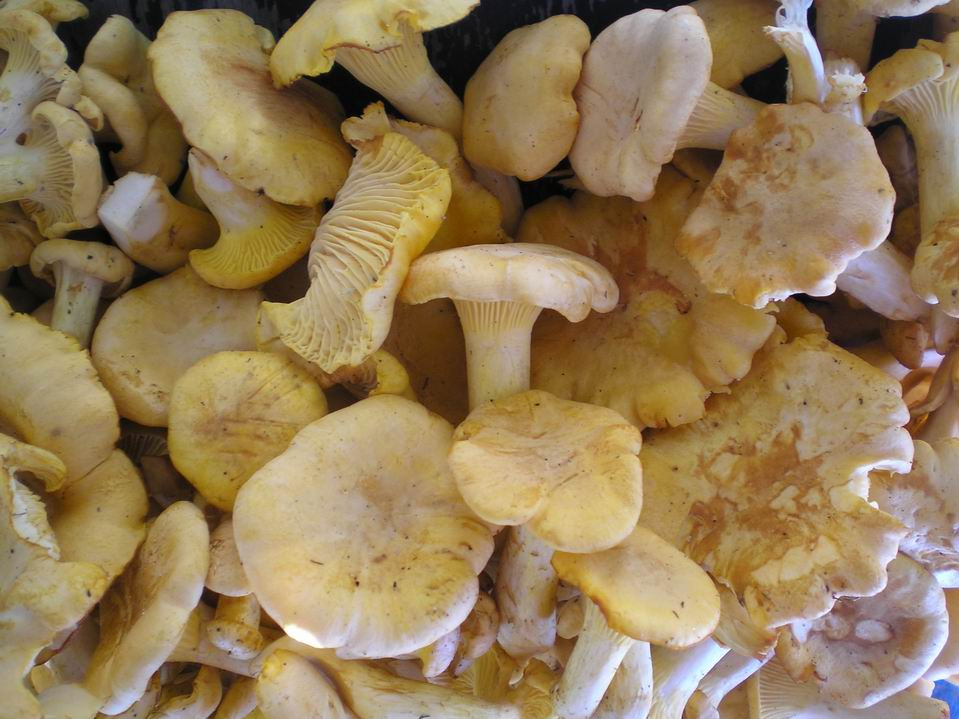 Лисички обои на рабочий стол =)