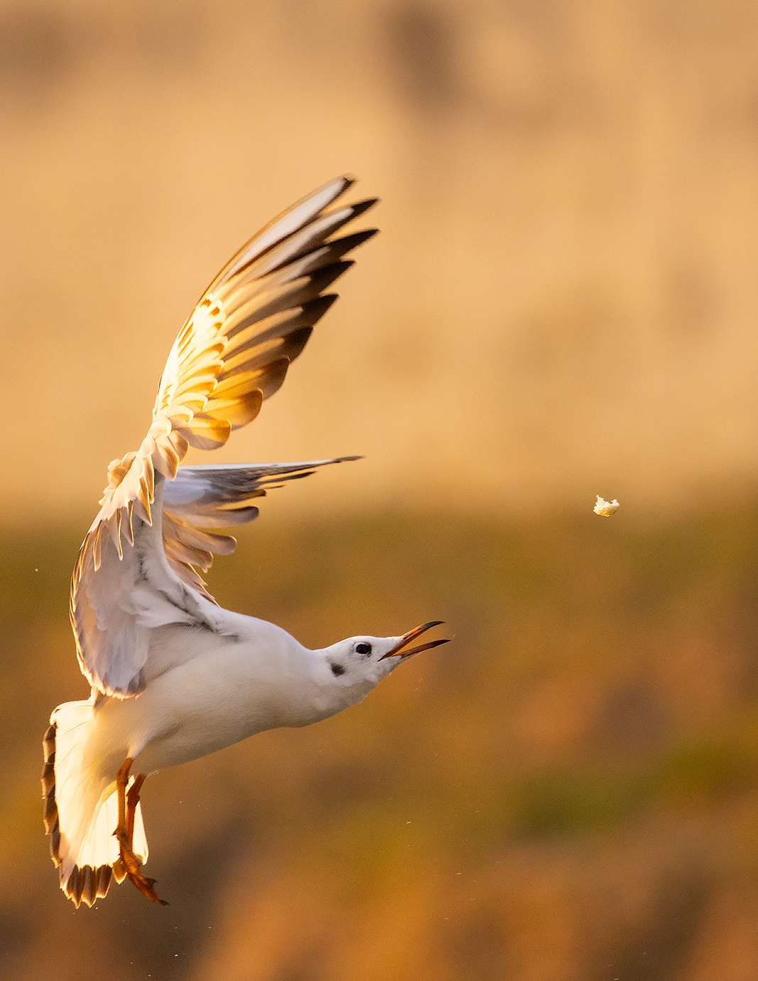 Gull 