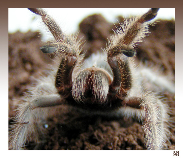 Grammostola rosea (Арахнологическая серия) Паук птициед