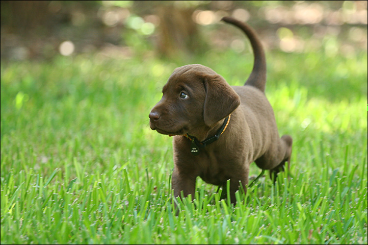 Puppy 