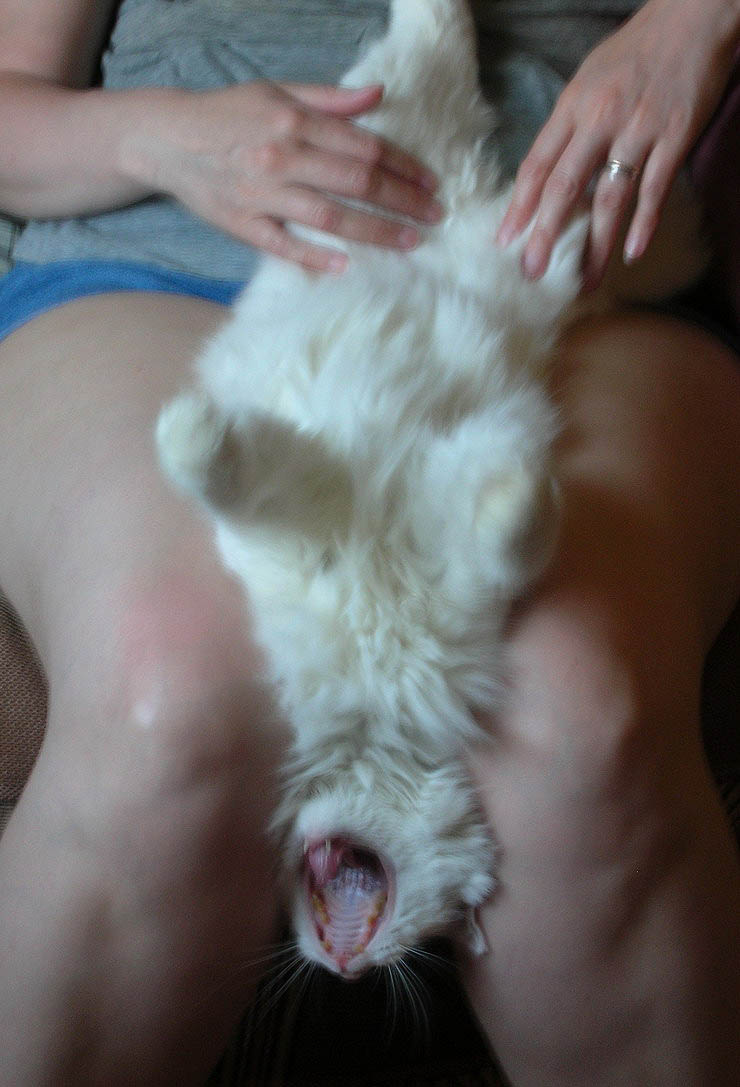 Вот что жара с человеком делает... кошка жара