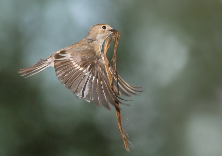 Мухоловка строитель Мухоловка-пеструшка, Pied Flycatcher, Ficedula hypoleuca.