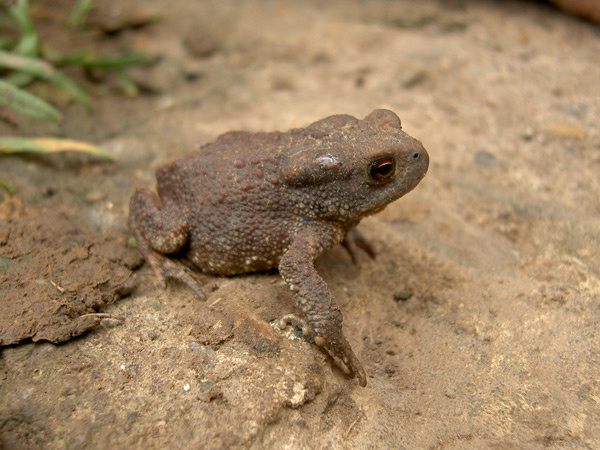 toad жаба