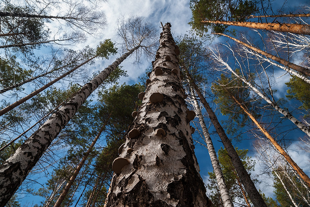 Ввысь Апрель