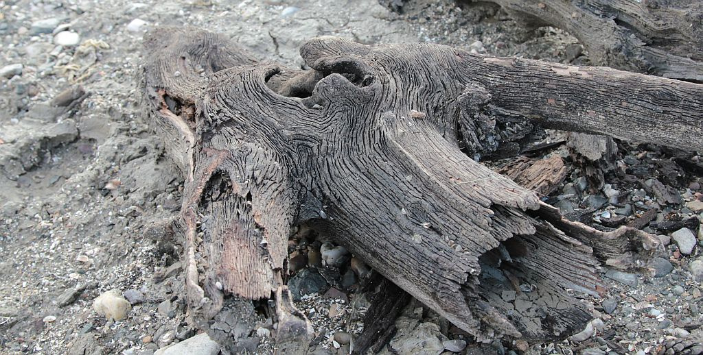 withered heart 